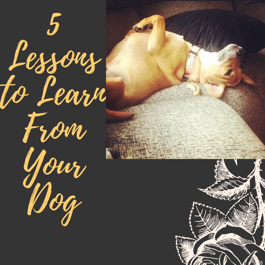Five Lessons From Your Dog